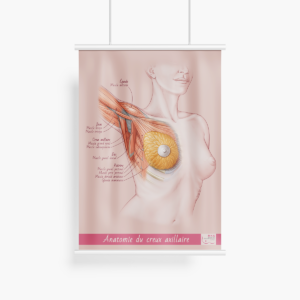 Affiche Creux axillaire musculaire